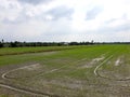 The green baby rice field