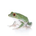 Green back flying tree frog on white