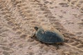 Green back turtle moving on sand after nesting at Ras al Jinz beach