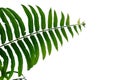 Tropical fern leaves on white isolated background Royalty Free Stock Photo