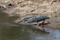 Green Backed Heron Royalty Free Stock Photo