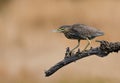 Green backed heron Royalty Free Stock Photo