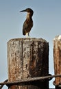 Green-backed Heron Royalty Free Stock Photo