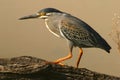 Green-backed heron Royalty Free Stock Photo