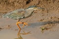 Green-backed heron Royalty Free Stock Photo