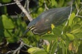 Green-backed heron Royalty Free Stock Photo