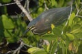 Green-backed heron