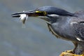 Green-Backed Heron Royalty Free Stock Photo