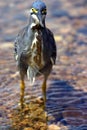 Green-Backed Heron Royalty Free Stock Photo