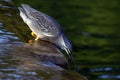 Green-Backed Heron Royalty Free Stock Photo