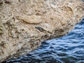 Green-backed heron hunts from a rock in the Red Sea in Egypt Royalty Free Stock Photo