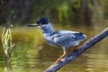 Green-backed heron in Kruger National park, South Africa