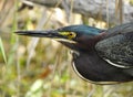 Green Backed Heron Leaning in!