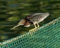 Green-backed heron perched on a fence Royalty Free Stock Photo