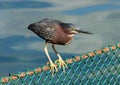 Green-backed heron perched on a fence Royalty Free Stock Photo