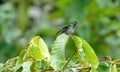 Green-backed hillstar hummingbird