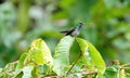 Green-backed hillstar hummingbird