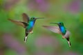 Green-backed Hillstar, Urochroa bougueri leucura, green blue hummingbird from San Isidro in Ecuador. Two birds fly fight in the