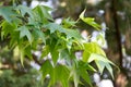 Liquidambar in summer in the city of federation, province of entre rios argentina