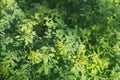 Green background of acacia plant leaves, tender greens, light green fresh foliage in spring or summer Royalty Free Stock Photo