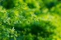 Green background of acacia plant leaves, tender greens, light green fresh foliage in spring or summer Royalty Free Stock Photo