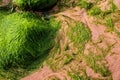 Green background of algae seaweed. Stone with bright seaweed closeup Royalty Free Stock Photo