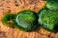 Green background of algae seaweed. Stone with bright seaweed closeup Royalty Free Stock Photo
