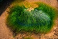 Green background of algae seaweed. Stone with bright seaweed closeup Royalty Free Stock Photo