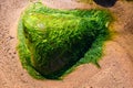 Green background of algae seaweed. Stone with bright seaweed closeup Royalty Free Stock Photo