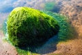 Green background of algae seaweed. Stone with bright seaweed closeup Royalty Free Stock Photo