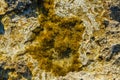 Green background of algae seaweed. Stone with bright seaweed closeup. Natural velvet texture of sea grass. Sea plant Royalty Free Stock Photo