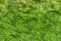 Green background of algae seaweed. Stone with bright seaweed closeup.