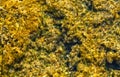 Green background of algae seaweed. Stone with bright seaweed closeup. Natural velvet texture of sea grass. Sea plant Royalty Free Stock Photo
