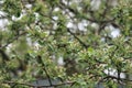 Green background of apple twigs with blossoming flower buds and young leaves in the springgarden