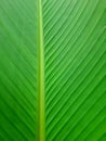 Green background with banana leaf pattern looks simple and unique Royalty Free Stock Photo