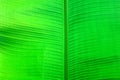 Green background, banana tree leaf close-up Royalty Free Stock Photo