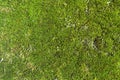 Green background. Beautiful natural moss. Texture, background. Royalty Free Stock Photo