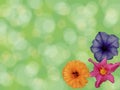 Green background with bokeh effect and a floral corner Royalty Free Stock Photo
