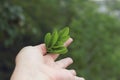 Green background bokeh