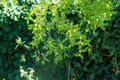 Green background of branches of jujube jujube real, Chinese date, capiinit, jojoba, lat. In the process jujuba. It`s summer