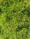 Green background with branches needles