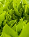 Green background. Bright vivid spring herb