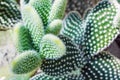 The green background of the cactus with fluffy white spots. Cactus opuntia microdasys.