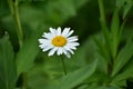 Lovely chamomile on a nice day