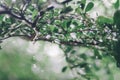 Green background. Close up of water drops on green leave. selective focus water drops on green leave after the rain Royalty Free Stock Photo