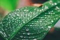 Green background. Close up of water drops on green leave. selective focus water drops on green leave after the rain Royalty Free Stock Photo