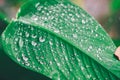 Green background. Close up of water drops on green leave. selective focus water drops on green leave after the rain Royalty Free Stock Photo