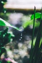 Green background. Close up of water drops on green leave. selective focus water drops on green leave after the rain Royalty Free Stock Photo