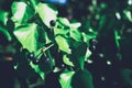 Green background concept. jungle leaf Royalty Free Stock Photo