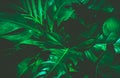 Green background concept.Tropical palm leaves Royalty Free Stock Photo